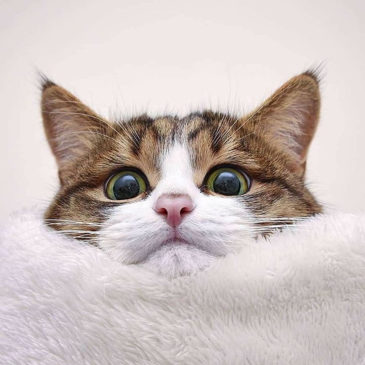 cutecat